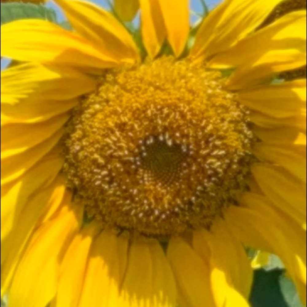 Meet your Posher, Lyn